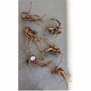 Driftwood Tweety Wood Small
