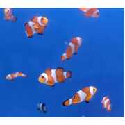 Fully QT’d Juvenile Orange And White Clown