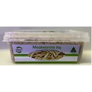Live Mealworms 50g