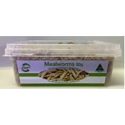 Live Mealworms 50g