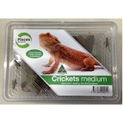 Live Crickets Medium