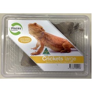 Live Crickets Large