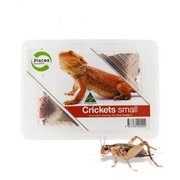 Live Crickets Small