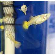 Guppy Females