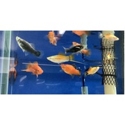 Swordtails Assorted 