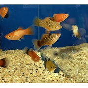 Platy Assorted