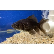 Goldfish Black Moor