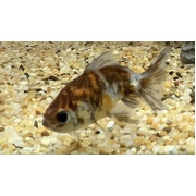 Goldfish Calico Fantails 