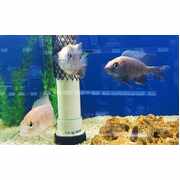 Cichlid Peacocks Large Assorted