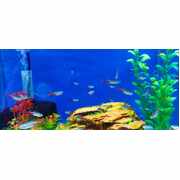Tetras Neon