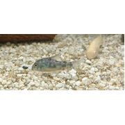 Corydora Peppered