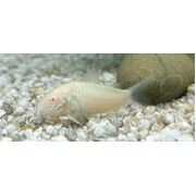 Corydora Albino