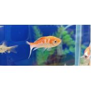 Goldfish Comet Red/White