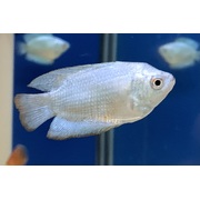 Gourami Dwarf Blue Coral