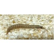 Spiney Eel