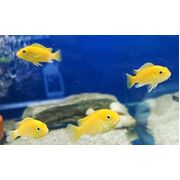 Cichlid Electric Yellow