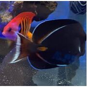 Achilles Tang