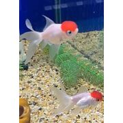 Goldfish Oranda Red Cap