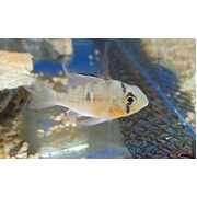 Cichlid Bolivian Butterfly