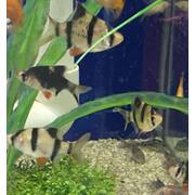Tiger Barbs Assorted
