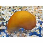 Mystery Snail Gold 