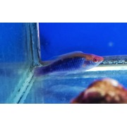 Fully QT'd Lubbocks Wrasse