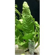 Micro Indo (price per bunch, bunch size may vary)