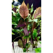 Purple Temple (price per bunch, bunch size may vary)
