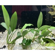 Anubias (price per bunch, bunch size may vary)