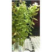Bacopa (price per bunch, bunch size may vary)