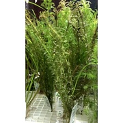 Elodea (price per bunch, bunch size may vary)