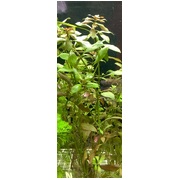 Narrow Ludwigia (price per bunch, bunch size may vary)