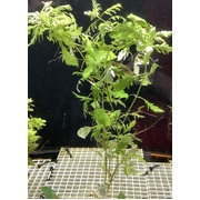 Wisteria (price per bunch, bunch size may vary)