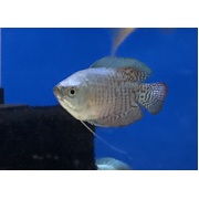 Gourami Dwarf Neon Blue