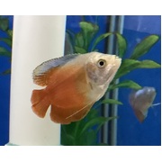 Gourami Dwarf Flame