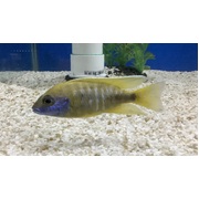 Cichlid Yellow Peacock