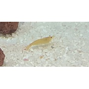 Cherry Shrimp Yellow (Freshwater)