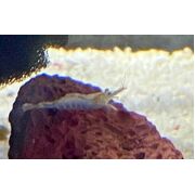 Darwin Algae Shrimp (Freshwater)
