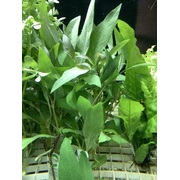 Blue stricta
