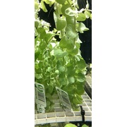 Golden Pennywort