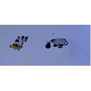 Black Ice Clown Pair