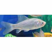 Goldfish Uncoloured 3.5-5cm