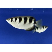 Archer Fish