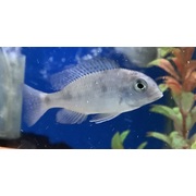 Cichlid Blue Dolphin