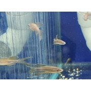 Danio Longfin Zebra