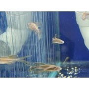 Danio Longfin Assorted