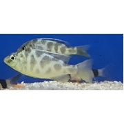 Cichlid Nimbochromis Venustus