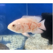 Oscar Albino Tiger