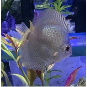 Assorted Discus