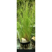 Hairgrass Pot
